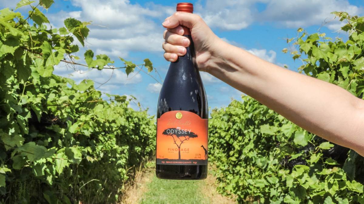 KIngston Prince Edward County vineyard