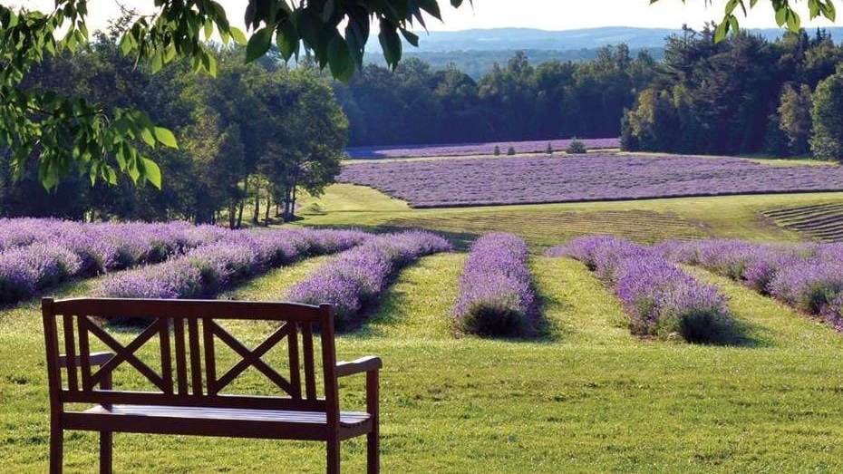 bleu lavande lavender fields
