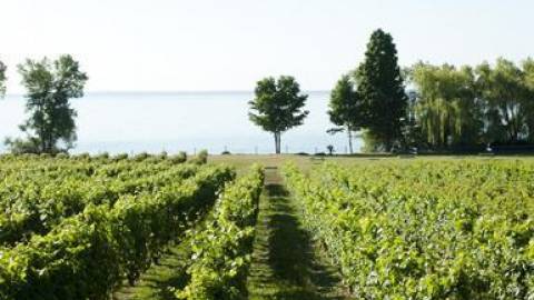 wine route kingston ontario